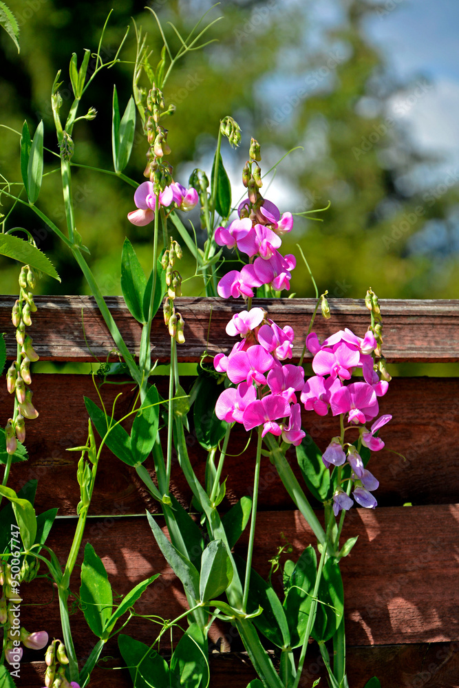 Groszek szerokolistny, rózowe kwiaty groszku na płocie, Lathyrus latifolius, perennial peavine, perennial pea, broad-leaved everlasting-pea, everlasting pea, pink flowering broad-leaved sweet pea