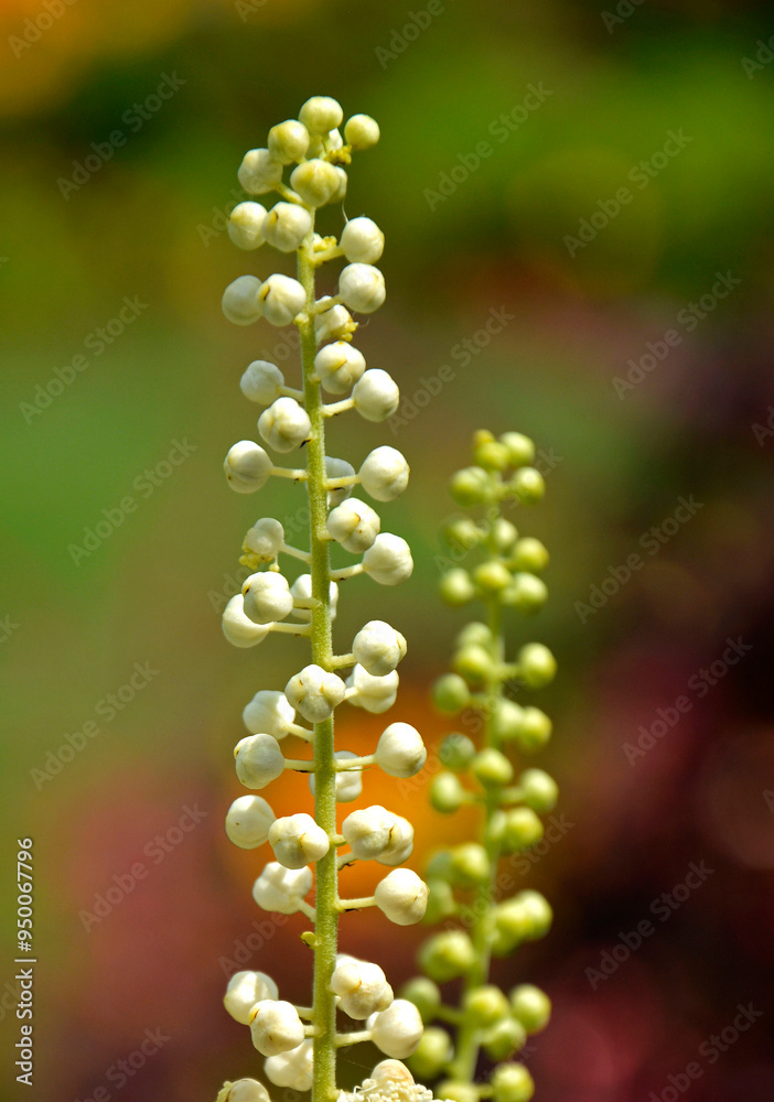 Pluskwica groniasta, sercolistna, świecznica groniasta, Cimicifuga racemosa, pączki kwiatowe pluskwicy, Actaea racemosa, black cohosh, black bugbane, black snakeroot, rattle-top, fairy candle