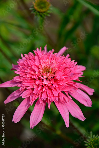 Obraz na płótnie różowe, pełne kwiaty jeżówki purpurowej, Echinacea purpurea, pink flower of purple coneflower, Echinacea purpurea variety, double flowered Coneflower Echinacea, Summer Candy or Pink Double Delight w salonie