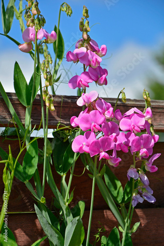 Groszek szerokolistny, rózowe kwiaty groszku na płocie, Lathyrus latifolius, perennial peavine, perennial pea, broad-leaved everlasting-pea, everlasting pea, pink flowering broad-leaved sweet pea photo