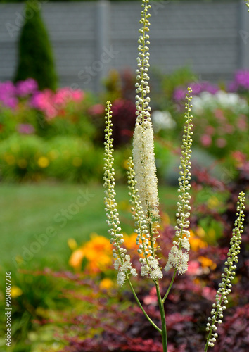 Obraz na płótnie Pluskwica groniasta, sercolistna, świecznica groniasta, Cimicifuga racemosa, kwitnąca pluskwica, Actaea racemosa, black cohosh, black bugbane, black snakeroot, rattle-top, fairy candle w salonie