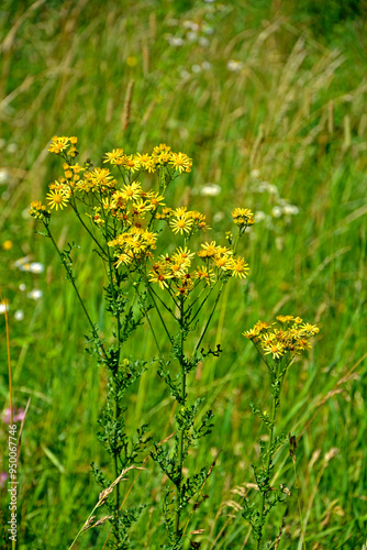 Obraz na płótnie Starzec jakubek, Jacobaea vulgaris, Senecio jacobaea, ragwort, common ragwort, stinking willie, tansy ragwort, benweed, St. James-wort, roślina trująca dla zwierząt, plant that is poisonous to mammals w salonie