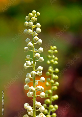 Obraz na płótnie Pluskwica groniasta, sercolistna, świecznica groniasta, Cimicifuga racemosa, pączki kwiatowe pluskwicy, Actaea racemosa, black cohosh, black bugbane, black snakeroot, rattle-top, fairy candle w salonie