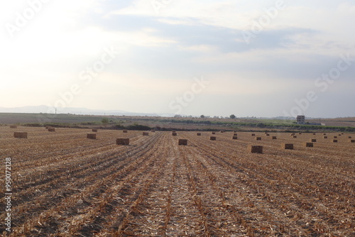  corn stalk bales in the field photo