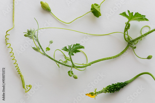 Bitter gourd (Momordica charantia) plant: branches with leaves, buds, tendrils, flowers, and small fruit on a white background. photo