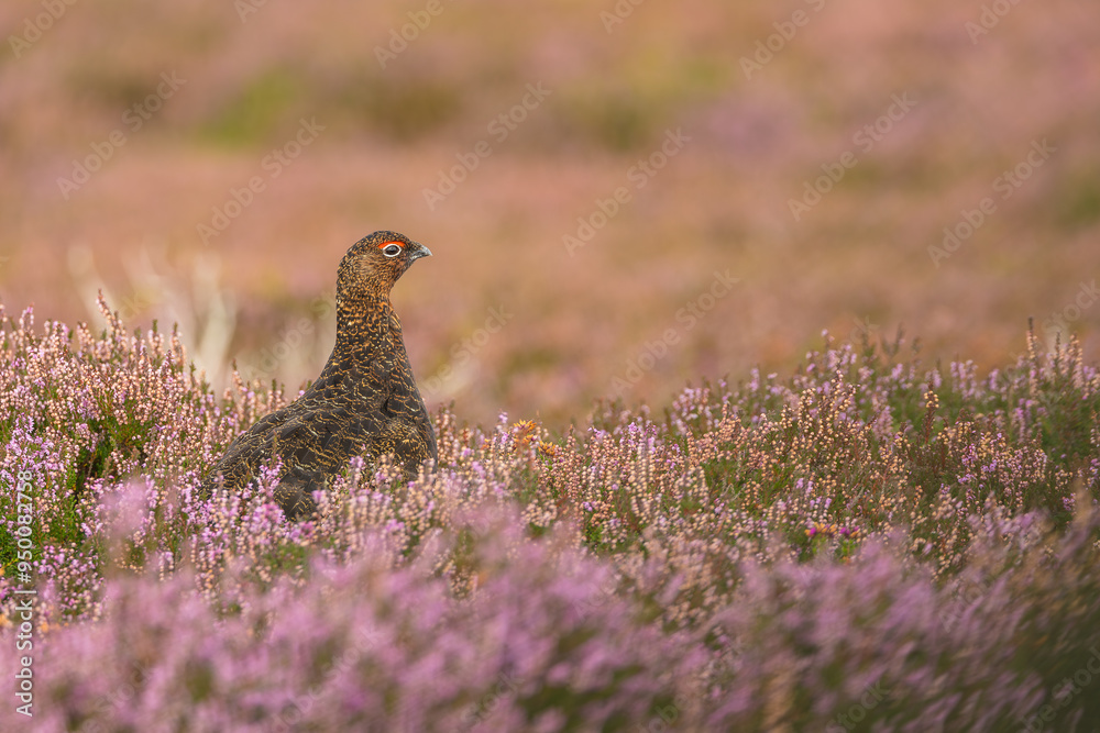 Red Grouse, Scientific name: Lagopus Lagopus. Male Red Grouse in summer, facing right in pink heather on managed grouse moorland. Taken from car window with long lens on beanbag. Space for copy. Red Grouse, Scientific name: Lagopus Lagopus. Male Red Grouse in summer, facing right in pink heather on managed grouse moorland. Taken from car window with long lens on beanbag. Space for copy.