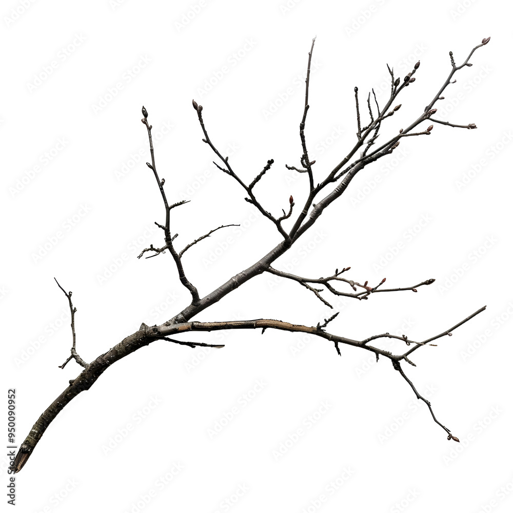 Branch with Buds Branch with Buds