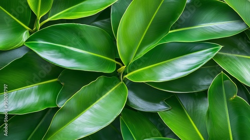 Wallpaper Mural Green leaves in a lush garden setting, green leaves in the garden, vibrant outdoor scenery Torontodigital.ca