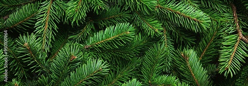 Branches of a Christmas fir tree. Wallpaper for Christmas pine trees. Copy space.