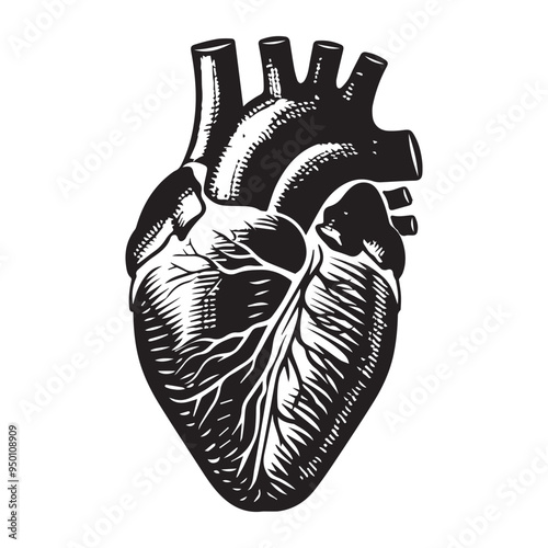 Hand-Drawn Anatomical Heart Vector Illustration in Black and White Engraved Woodcut Style