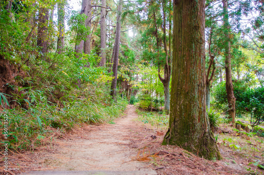 Obraz premium 静かな森の小道を歩く