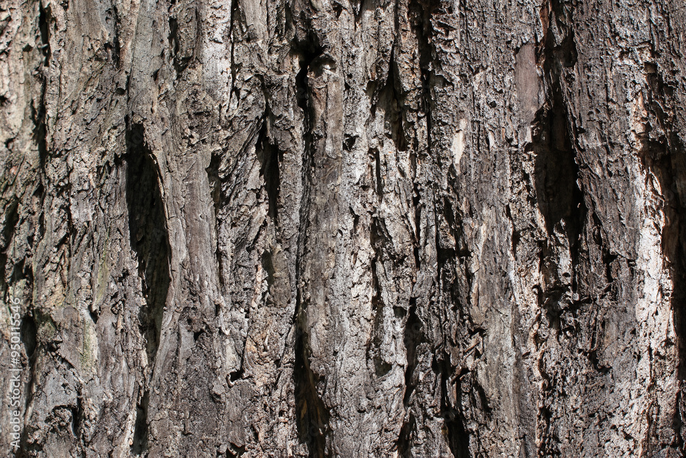 Close-Up of Ash Tree Bark Texture, Germany Close-Up of Ash Tree Bark Texture, Germany