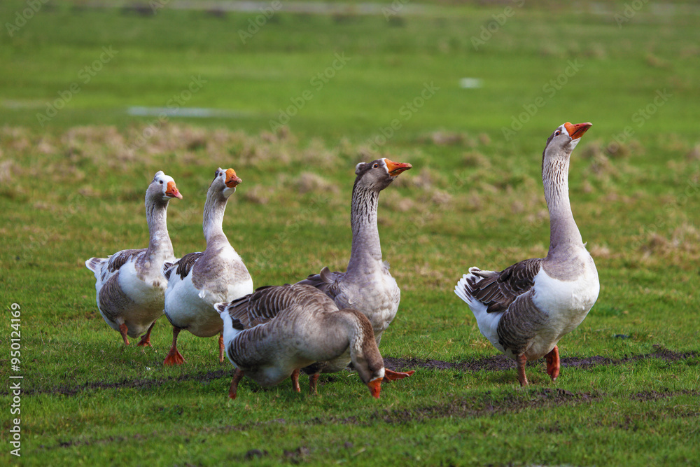 Geese graze on a green meadow. A flock of domestic geese walks one after another across the field. Geese graze on a green meadow. A flock of domestic geese walks one after another across the field.