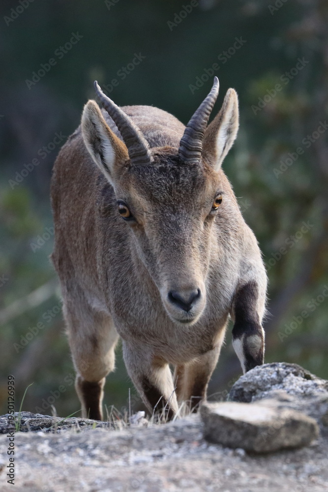 Fototapeta premium iberian ibex