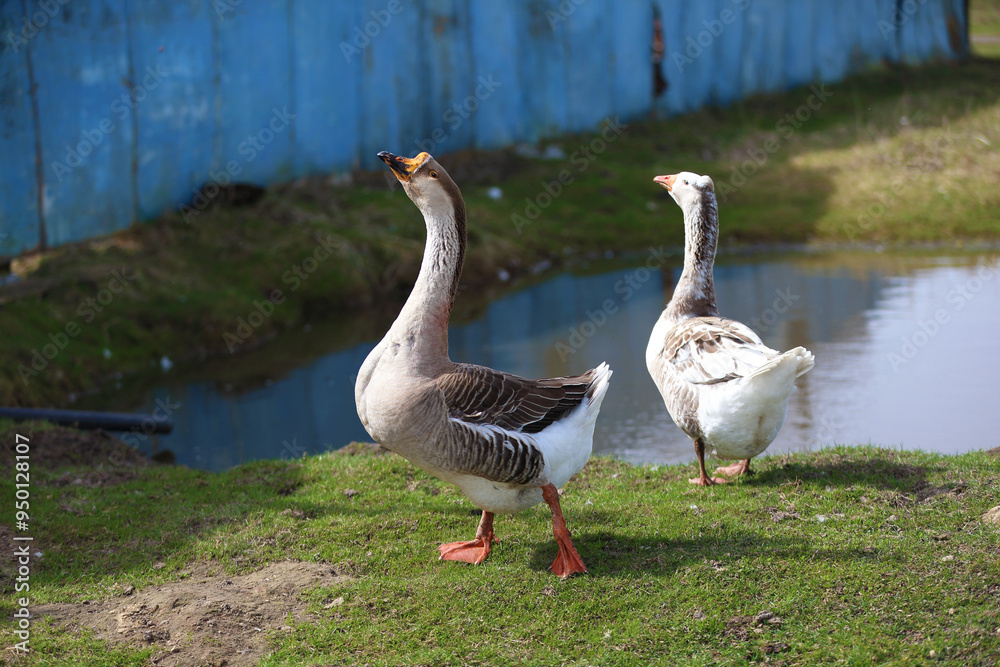 Geese with orange beaks swim in a man-made pond with murky water on a summer day in a farmyard. Geese with orange beaks swim in a man-made pond with murky water on a summer day in a farmyard.