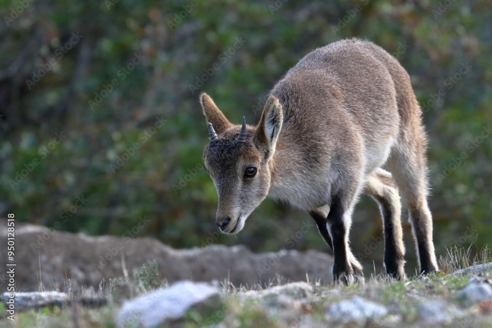 Naklejka premium iberian ibex