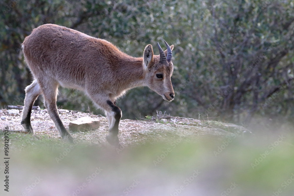 Fototapeta premium iberian ibex
