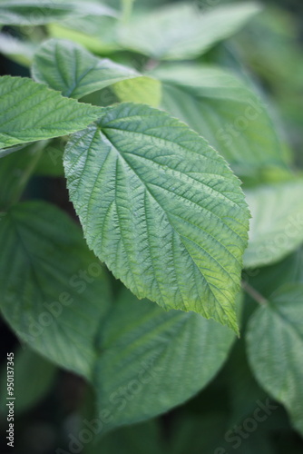 leaves in the garden