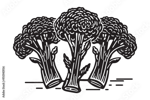 Hand-Drawn Broccoli Illustration in Black and White with Vintage Engraved Woodcut Style