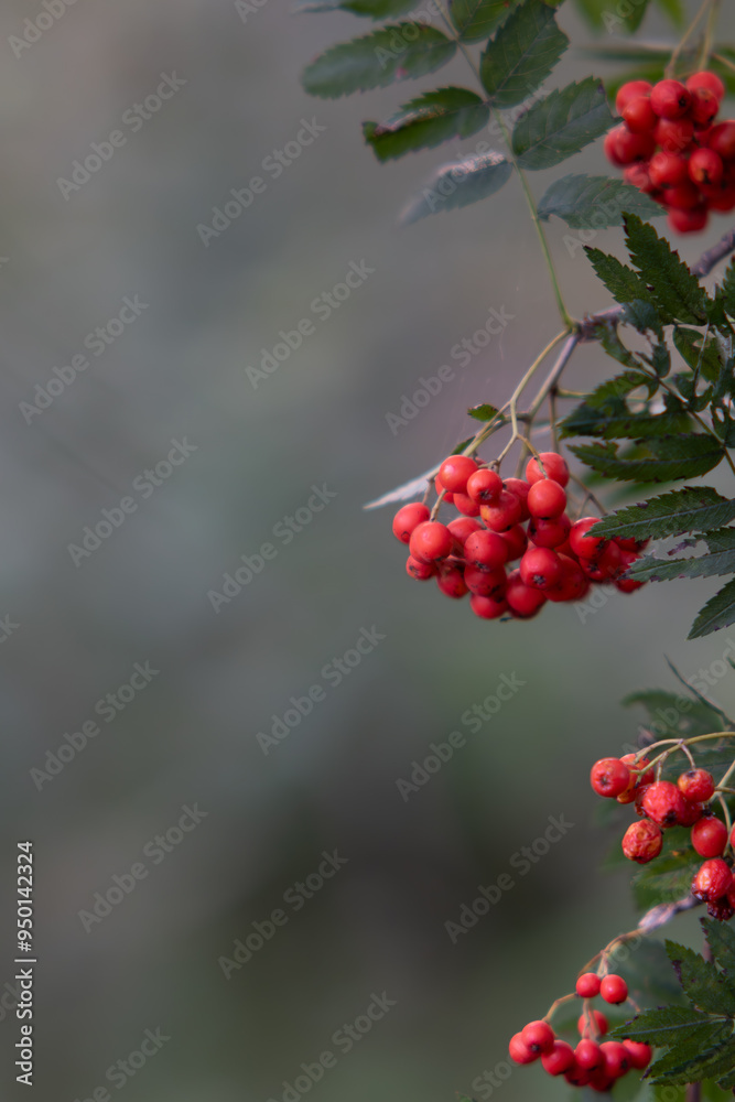 Sorbus aucuparia, Mountain ash, Rowan with green leafs background, Rowan is a valuable fruit, medicinal and decorative plant. A bunch of rowan on a tree.Bunches of ashberry sunny summer day, Sorbus aucuparia, Mountain ash, Rowan with green leafs background, Rowan is a valuable fruit, medicinal and decorative plant. A bunch of rowan on a tree.Bunches of ashberry sunny summer day,