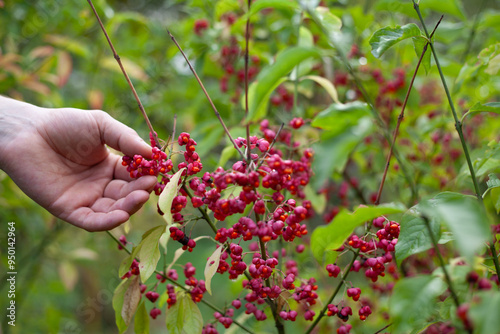 Euonymus europaeus, the spindle, European spindle,  common spindle -  ornamental plant with colourful poisonous berries native to Europe. photo