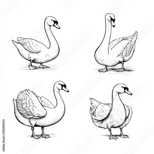 Four stylized illustrations of swans in various poses and perspectives.