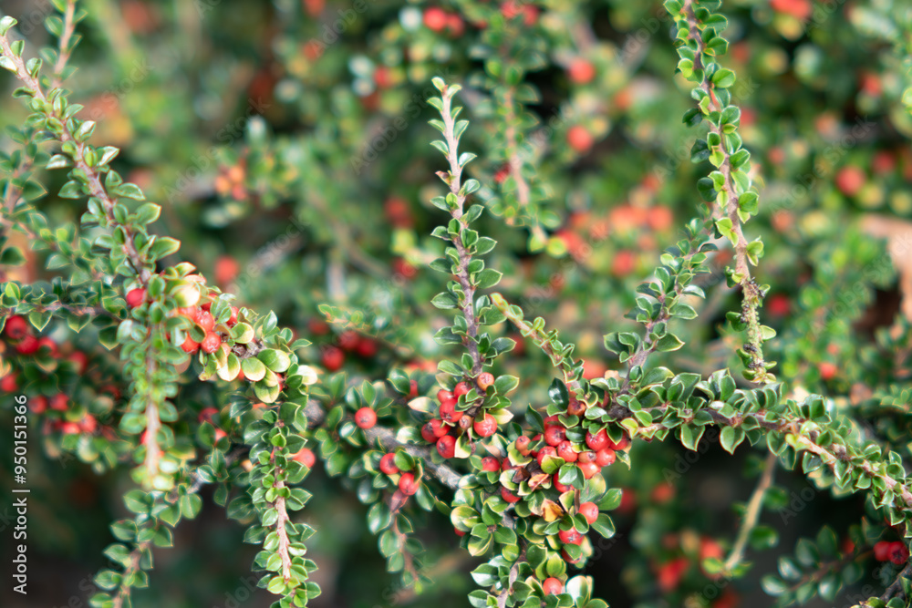 red berries, red pyracantha is always a beautiful green plant, bush with berries, branches with ripe red berries, background with red pyracantha red berries, red pyracantha is always a beautiful green plant, bush with berries, branches with ripe red berries, background with red pyracantha