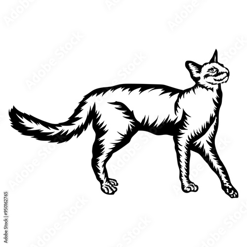 Balinese Cat