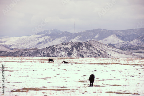 Cattle in a snow swept rocky mountain landscape 