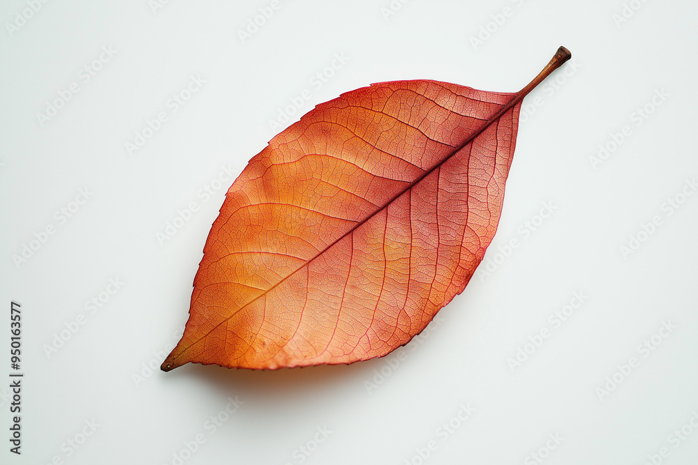 Obraz premium red autumn leaf