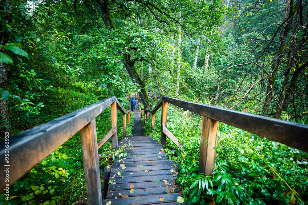 Beautiful nature reserve Czartowe Pole. A wooden walking footbridge in a dense forest. Susiec, Roztocze, Poland