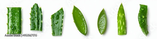 A cutout set of fresh aloe vera leaves with water droplets