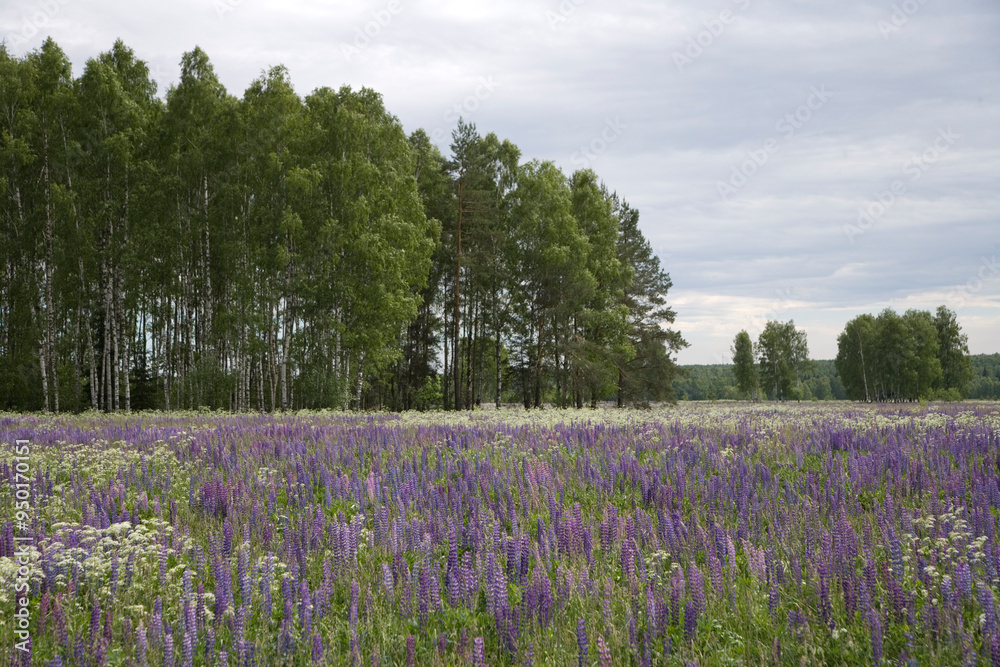 Russia Vladimir region Ivan-tea blooming on a cloudy summer day Russia Vladimir region Ivan-tea blooming on a cloudy summer day