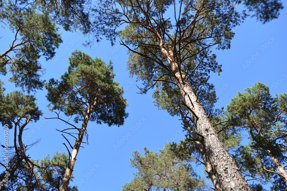 Green coniferous forest in summer - pine tree trunks stretching into the blue sky Green coniferous forest in summer - pine tree trunks stretching into the blue sky