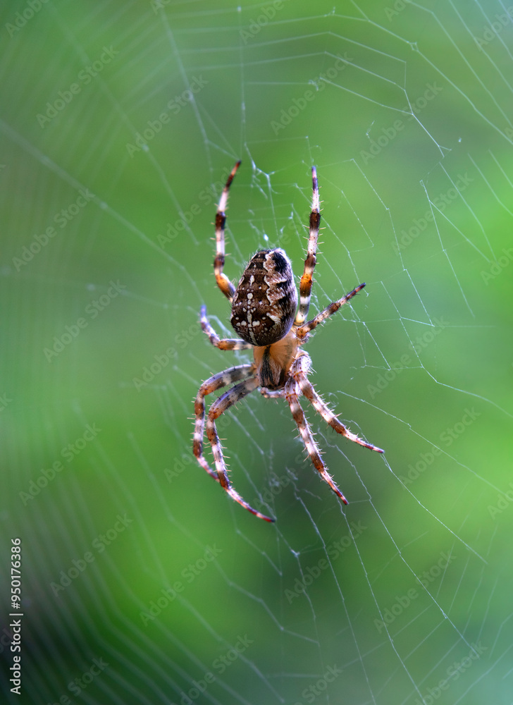 European garden spider climbing in a spider web close up outdoors European garden spider climbing in a spider web close up outdoors