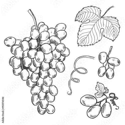 Set of design elements with grapes, grapes and leaves. Vector black and white hand drawn sketch illustration of grape collection isolated on white background.