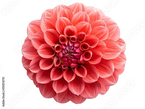 Vibrant Coral Pink Dahlia Flower in Bloom with Intricate Petal Layers on Minimal White Background