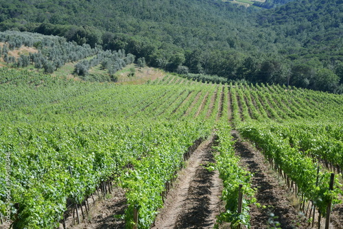 Wallpaper Mural Vigneti del chianti sulle colline della provincia di Firenze Torontodigital.ca