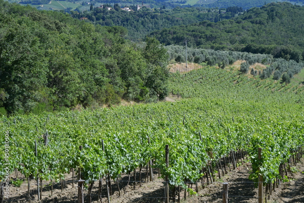 custom made wallpaper toronto digitalColline intorno a Firenze coltivate a vigneto del Chianti