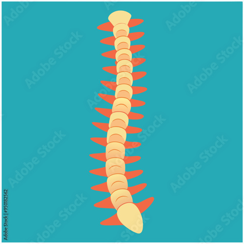 Human spine illustration, medical anatomy, vertebral column on turquoise background