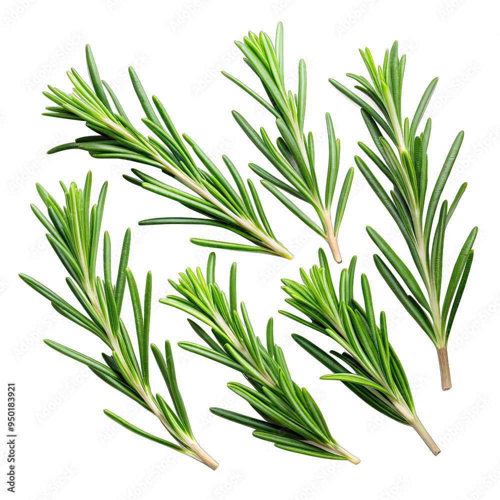 Fototapeta premium A collection of seven green rosemary sprigs are arranged on a white background