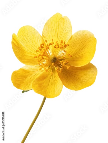 Vibrant Yellow Wildflower in Full Bloom with Delicate Petals and Vibrant Stamens on Minimal White Background