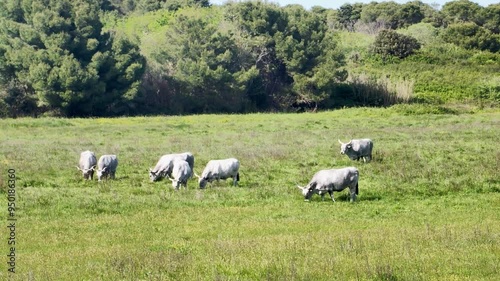 Herd of boškarin's, Istrian cattle similar to bull and cow, grazing grass on a green pasture in Kamenjak, Croatia photo