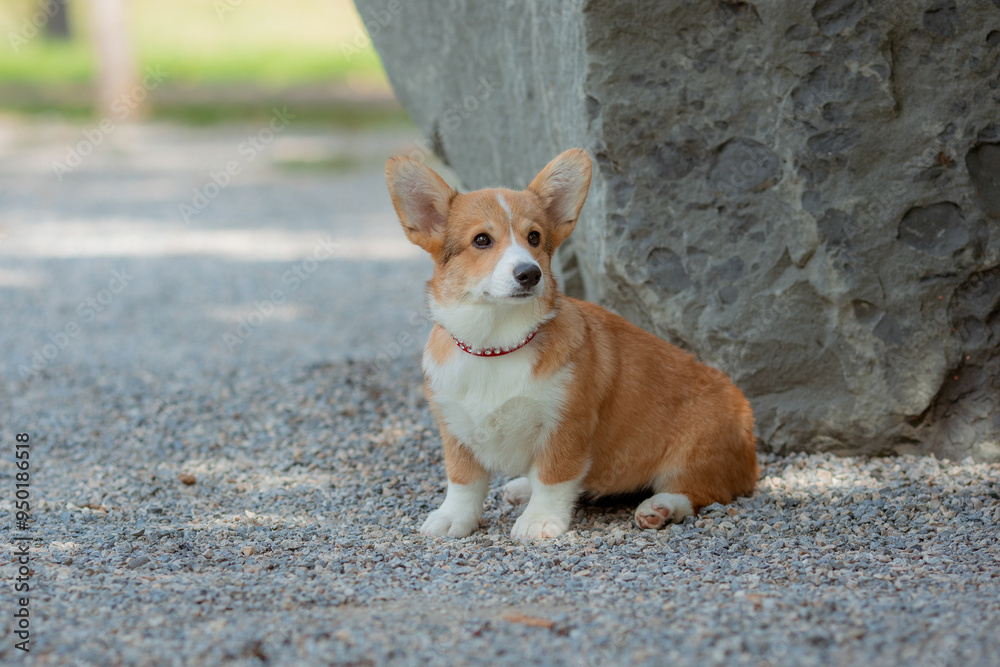 A puppy is a Welsh Corgi dog on a summer walk A puppy is a Welsh Corgi dog on a summer walk