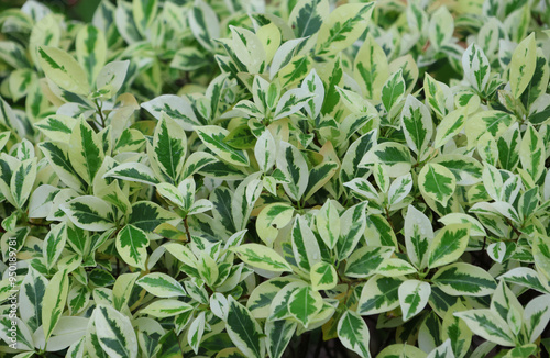 Variegated mini-rubber green and white leaves background