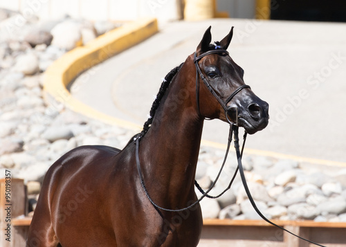 Arabian horse photo