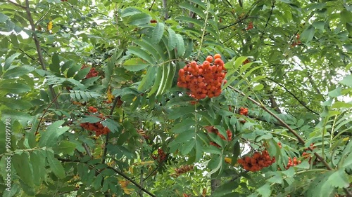 Exploring vibrant red berries on mountain ash trees in a lush forest during late summer