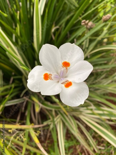 African iris, Fortnight lily or Morea iris (Dietes iridioides) photo