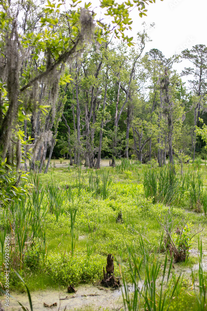 Swamps and Bayous of Florida and the deep south of America