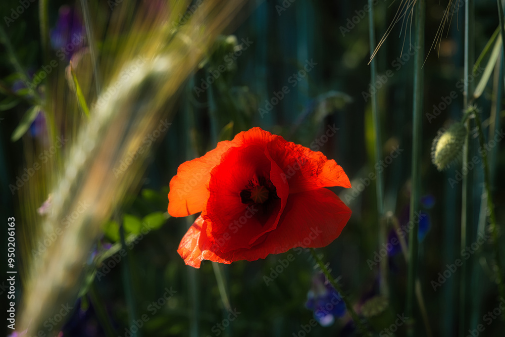 Corn poppy in a summer meadow with red petals. Wildflower from nature. Red splashes Corn poppy in a summer meadow with red petals. Wildflower from nature. Red splashes